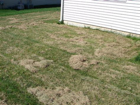 The ideal time for dethatching centipede grass is late could by way of july, when the grass is just starting the development cycle for the roots system and how to detach a centipede grass. Which Is Better: To Thatch Or To Dethatch - AGreenHand