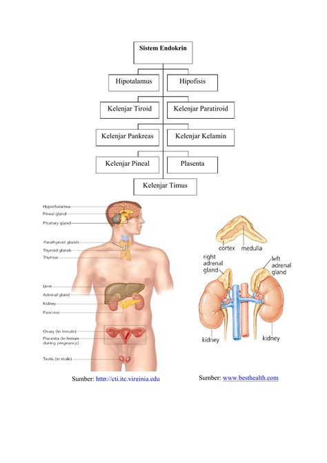 Maybe you would like to learn more about one of these? sistem endokrin - Direktori File UPI