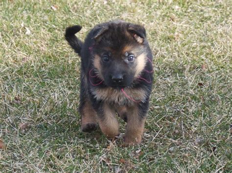 German shepherd dogs are fiercely loyal and protective guardians. Vollmond - German Shepherd Puppies For Sale | Chicago ...