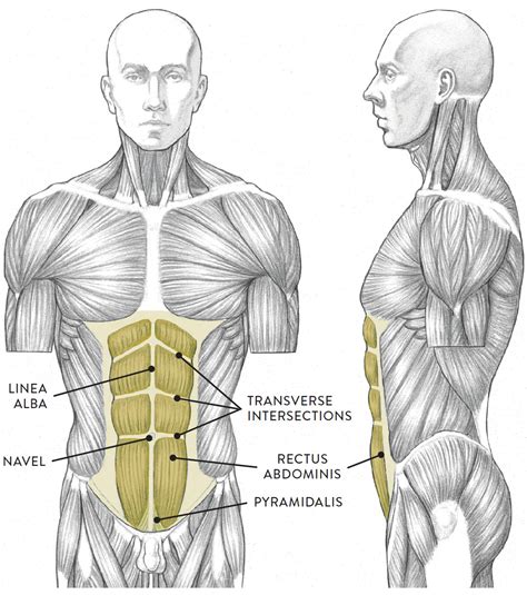 Working as a team, these muscles contract to flex, laterally bend, and rotate the torso. Muscles of the Neck and Torso - Classic Human Anatomy in ...