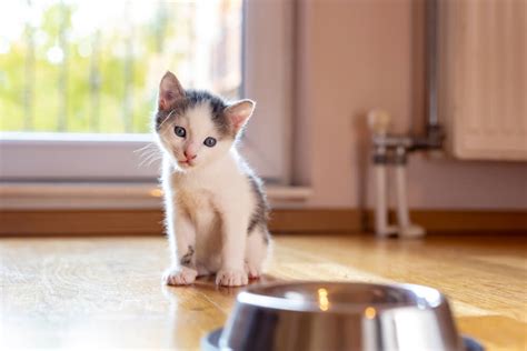 It takes a lot of vitality to do any of these tricks! The 6 Best Kitten Foods Of 2020 - We're All About Pets