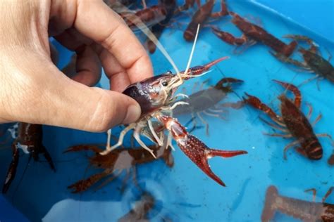 Depending on how old they are. Why Do Crayfish Flip Over? - Acuario Pets