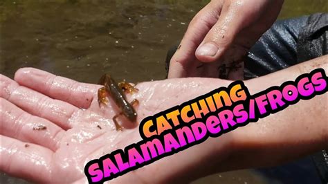 Frog gigging is usually done at night in summer. Catching salamanders/frogs!!!!!!! - YouTube