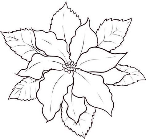 En esta página encontrarás toda la información que necesitas para que luzca espectacular durante las fiestas, pero también más allá de ellas. Poinsettia Outline - Coloring Home