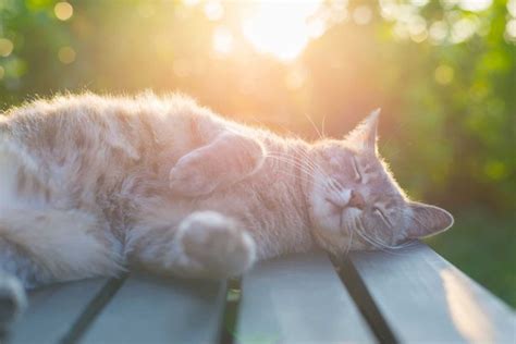 The holiday was created in 2002 by the international fund for animal welfare. International Cat Day 2019 - National Awareness Days ...