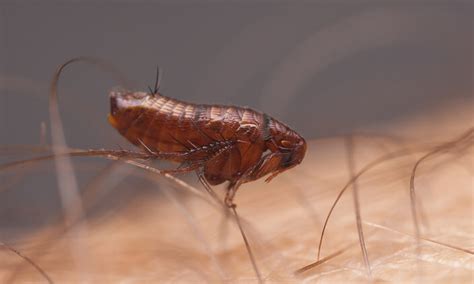 How long can bed bugs survive without a blood meal? Gorilla Pest Control - Rats, Fleas, Bed Bugs, Wasps, Birds