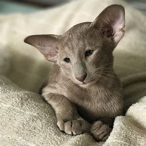 Share all your creations with your friends, directly from mematic: Raeanne Riberich // oriental cats #catur... - #OrientalShorthair | Pretty cats, Pets, Beautiful cats