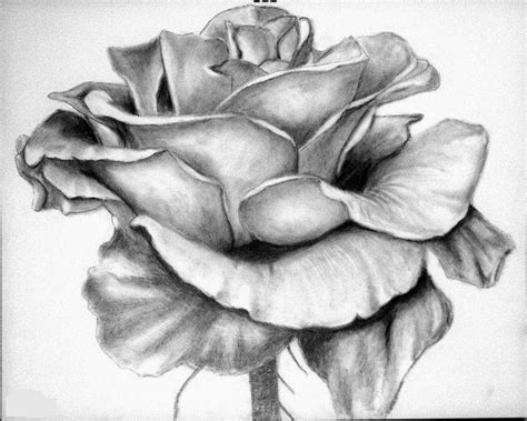I drew the flower from promised neverland. Top 13 Flowers Sketches - Beautiful Sketching Flowers