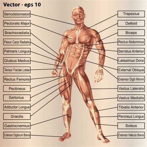 Browse our male anatomy chart images, graphics, and designs from +79.322 free vectors graphics. Human male anatomy with muscles - Stock Vector , # ...
