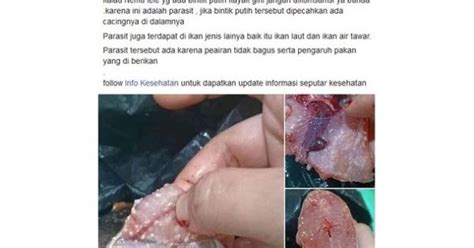 Maybe you would like to learn more about one of these? Ikan Lele Penuh Bintik Putih, Apakah Mengandung Cacing ...