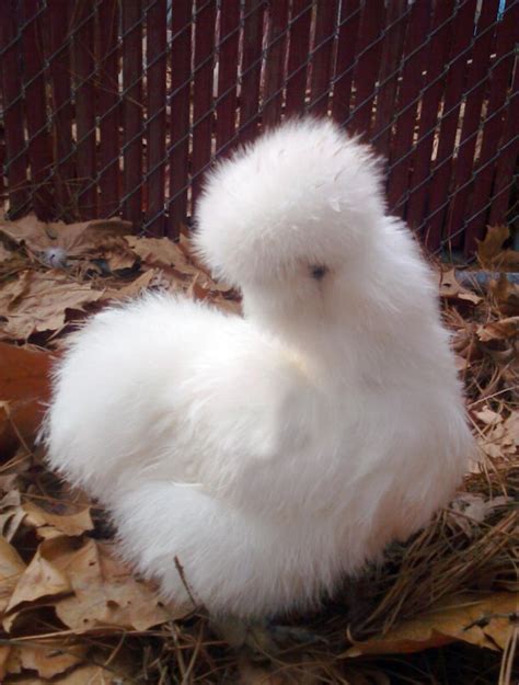 Animals are known for their super soft furry coats, that's the reason why we love to hug and cuddle with them. 20 Funny Photos of Animal with Long Hair - Design Swan