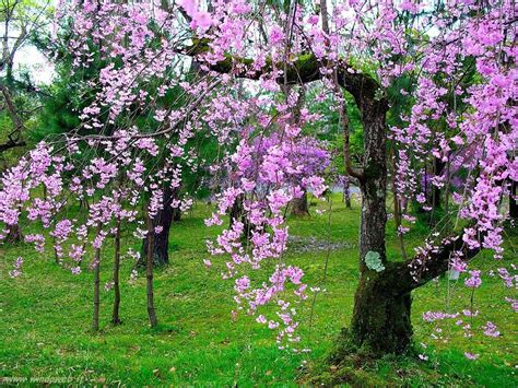 Disponibili in diverse altezze e grandezze, sono perfetti per rendere unico il. Alberi fioriti in primavera | Immagini di fiori, Albero foto, Alberi in fiore