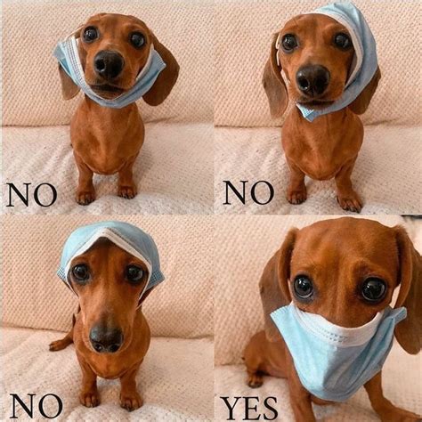 'buzzfeed' then undertook a poll, attracting quite a bit of attention from people. Dachshunds United © on Instagram: "How to wear a mask ...