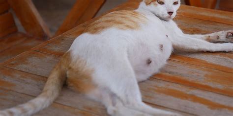 Lalu berapa lama kucing hamil? Berapa Lama Kucing Hamil? Ini Penjelasannya