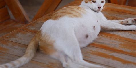 Pada umumnya, pemilik kucing akan. Berapa Lama Kucing Hamil? Ini Penjelasannya