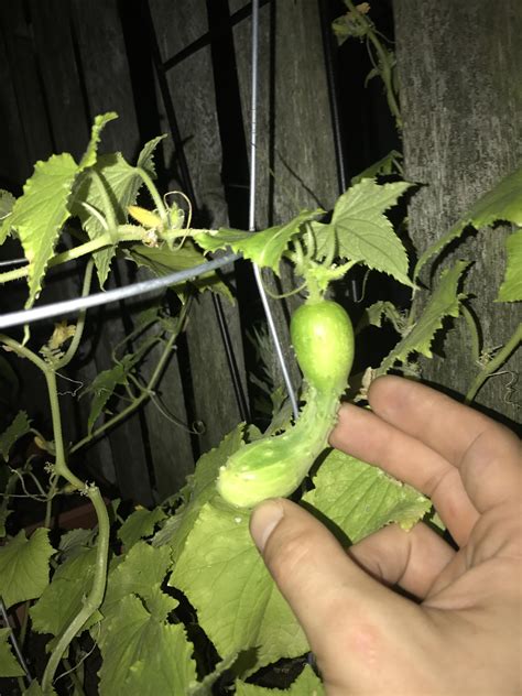 Once you have grown cucumbers at home you will probably never buy them from the supermarket again. Why would normal slicing cucumbers grow in this weird ...