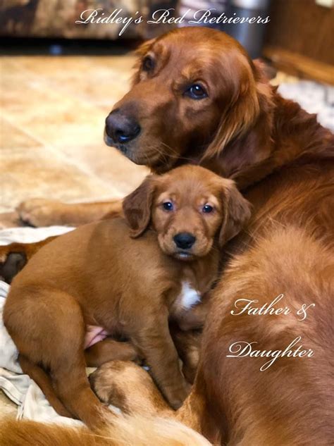 Find golden retriever puppies and breeders in your area and helpful golden retriever information. Southern California Golden Retriever Rescue