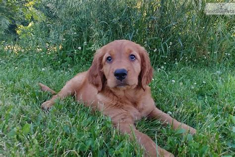 They crave human interaction and actively seek out human company. Emmie: Golden Irish puppy for sale near Harrisburg, Pennsylvania. | bd8d0d11-4161