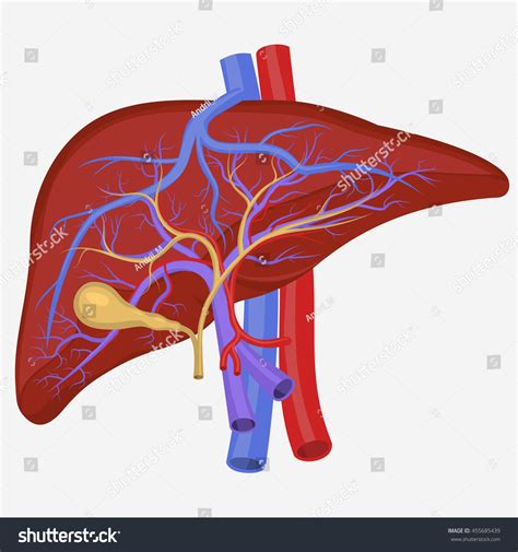 Human Liver Internal Section Digestive System Illustration Medical