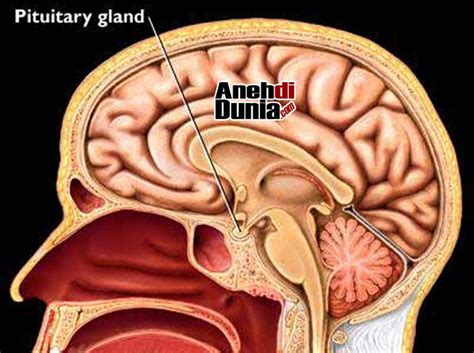 Kelenjar pituitari anatomi kelenjar pituitari kelenjar pituitari merupakan kelenjar ynag berukuran. Jawaban Kegunaan Organ Vestigial Yang Dikatakan Organ ...