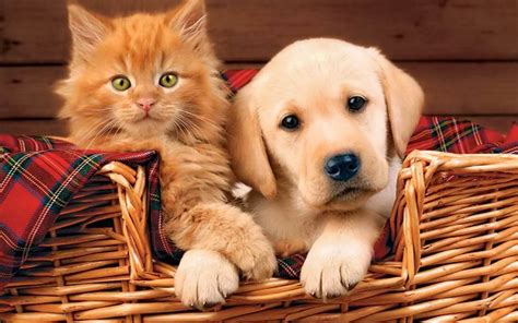 Select from premium kitten of the highest quality. Comparison Between Puppies And Kittens | Pets Nurturing