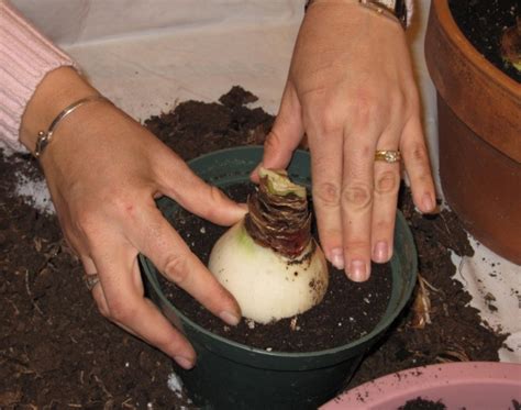 Bunga amaryllis juga dikenal sebagai bunga bakung atau bunga lily.bunga amaryllis berasal dari wilayah tropis seperti. Cara Menanam Bunga Amarilis - BibitBunga.com