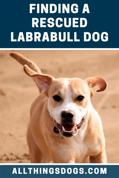 It's not that you don't know where to get a labrador, there's just so many options and perhaps you're a. Labrabull Dog Rescue | Dogs, Labrador dog, Puppy pictures