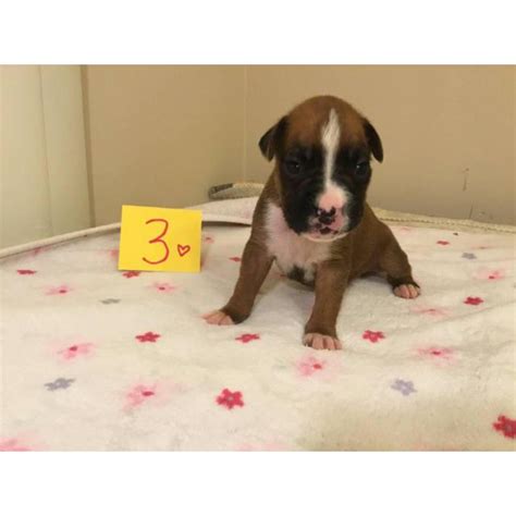 Beautiful ckc fawn flashy male boxer puppy born december 21st looking for his forever home. 5 girls and 3 boys AKC Boxer Puppies in Raleigh, North ...