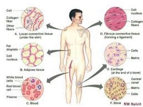 Thanks for selecting this answer. BIOLOGY in Hindi 6(Animal Tissue System) जंतु ऊतक तंत्र ...