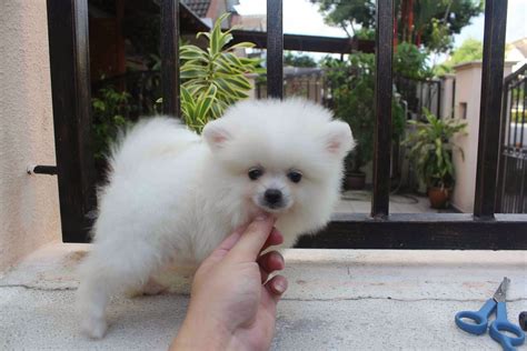 These outgoing, fluffy little dogs come in several size and color varieties. LovelyPuppy: 20131023 Mini White Pomeranian Puppy