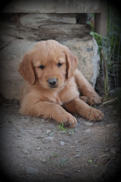 Enjoys pleasing its masters, so obedience training can be fun. PuppyCuteness - Windy Knoll Golden Retrievers