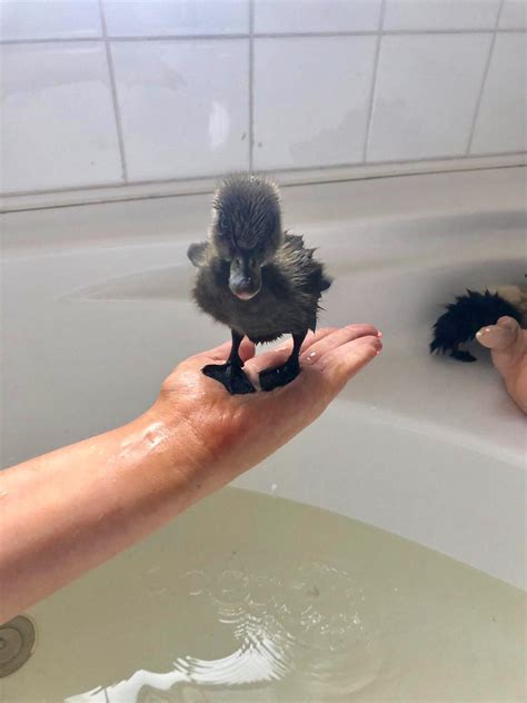 What is the advantage of having such a vibrant colour for an infant? Taking a little break from his bath : duck