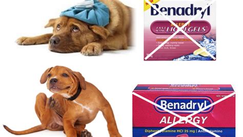 For dogs 26 to 100 pounds, 3 mg is. Benadryl Dosage For Cats Itching - Pets Ideas