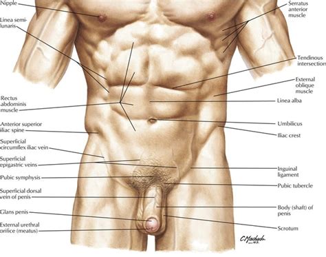 Males and females differ significantly in the anatomy of the pelvis: 5: Pelvis and Perineum | Basicmedical Key