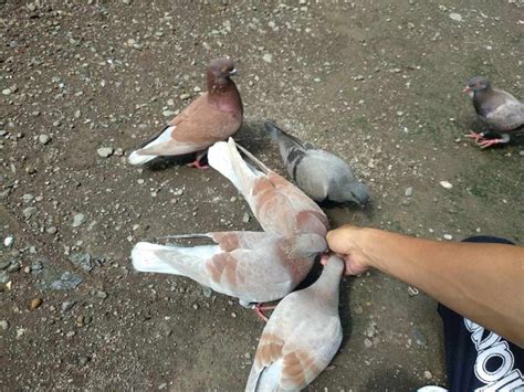 Lalu apa saja makanan yang baik untuk merpati, mari kita simak!. Pola Pemberian Makan Burung Merpati Terbaik Agar Disiplin ...