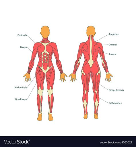 Now label the diagram in your workbook! Human muscles The female body Royalty Free Vector Image