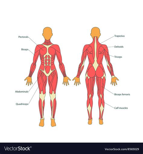 The major muscles of the abdomen include the rectus abdominis in front, the external obliques at the sides, and the latissimus dorsi muscles in the back. Human muscles the female body Royalty Free Vector Image