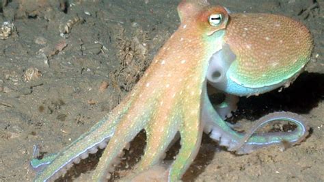 Squids and octopuses are the sea animals and allah has made a lot of sea creatures that aren't haraam or harmful to eat. Morning Cup of Links: The Blue-Blooded Octopus | Mental Floss