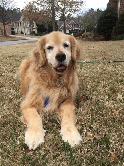 Does anybody want to joke when no one's laughing in the background? We had to say goodbye to Cooper on NYE. He was a couple ...