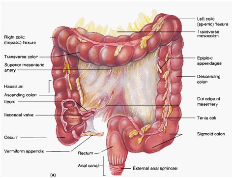 Colons follow independent clauses (clauses that could stand alone as sentences) and can be used to present an explanation, draw attention to something, or join ideas together. Medical Pictures Info - Human Colon