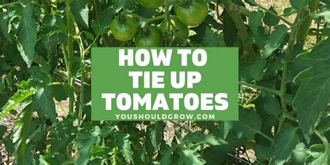 See how to tie up your tomato plants! Staking Tomatoes For Healthier Plants (And More Fruit ...