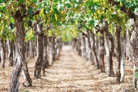 Bei kirschlorbeer pflanzen, die höher als einen meter werden, sollte man sogar einen abstand von 90 cm einhalten. Weinreben düngen: Anleitung & Experten-Tipps | Weinrebe ...