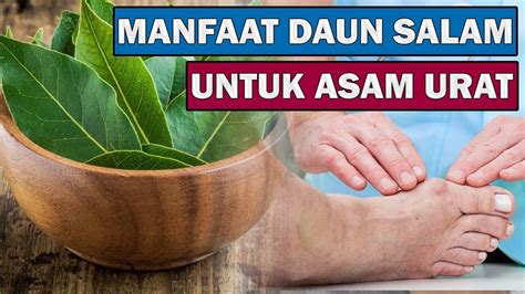 Untuk membantu kerja ginjal dalam membuang zat uric acid dari dalam tubuh, air rebusan daun seledri juga. Khasiat dan Manfaat Daun Salam untuk Asam Urat - Cara ...