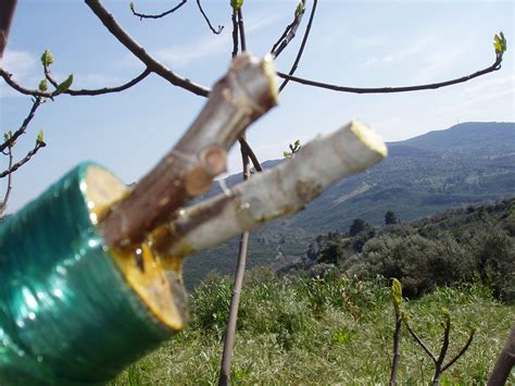 Στη χώρα µας ο εµβολιασµός έναντι του έρπητα ζωστήρα έχει ενταχθεί στο εθνικό πρόγραµµα εµβολιασµών. Hymenopterist (Υμενόπτερος): Ένα ταμπού: Μπόλιασμα... συκιάς