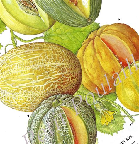 Fifty percent (50%) of net profit from the sale of all love your melon products is given to nonprofit organizations around the world that lead the fight against pediatric cancer. Melons 1969 Vintage Barbara E Nicholson | PetitPoulailler