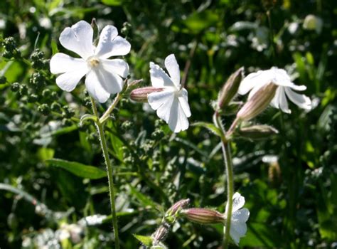 Fiori spontanei di colore bianco. accademia delle erbe spontanee | Orecchie di lepre