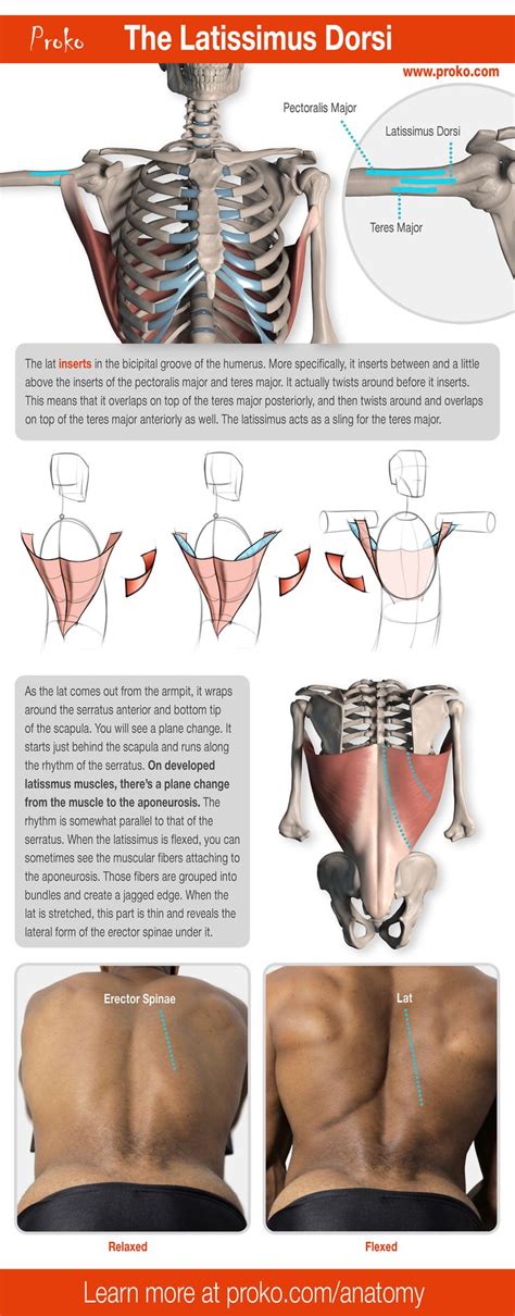 The large and complex group of muscles work together to support the spine, help the extensor muscles are attached to back of the spine and enable standing and lifting objects. Anatomy of the Human Body for Artists Course | Anatomy ...