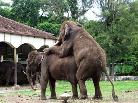 Kali ini gua mendapat kesempatan untuk melihat proses kuda kawin di suharno stable. Dunia Hewan: BAGAIMANA CARA HEWAN KAWIN