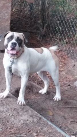 Both parents are registered with the nkc. Boerboel johnson american bulldog for Sale in Bon Air ...