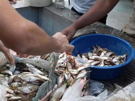 La lluvia de peces de yoro honduras es un fenómeno meteorológico extraordinario que ocurre en la ciudad de yoro, consiste. Cae por tercera vez en este año la lluvia de peces en Honduras